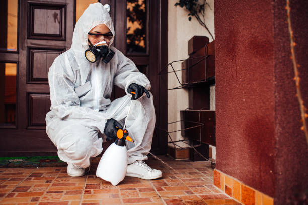 Reliable Wasp Removal contractor in Santa Clarita, CA by Show Me Pest Control